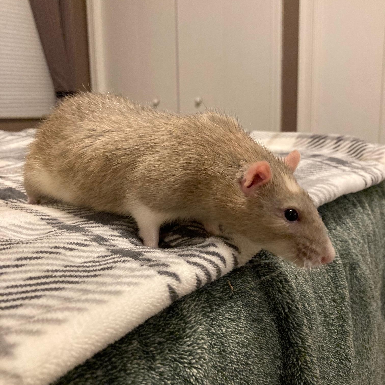 Enlarge Ferguson, a Adoption Pending Rat in Grand Rapids, MI image 2/3