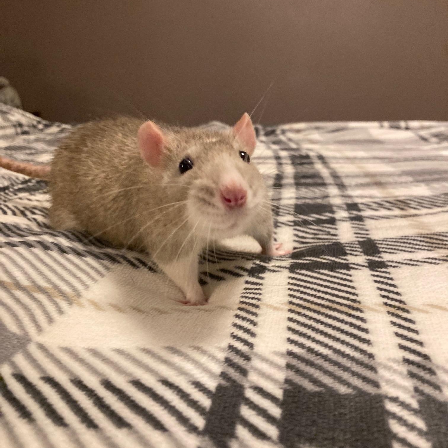 Enlarge Ferguson, a Adoption Pending Rat in Grand Rapids, MI image 3/3