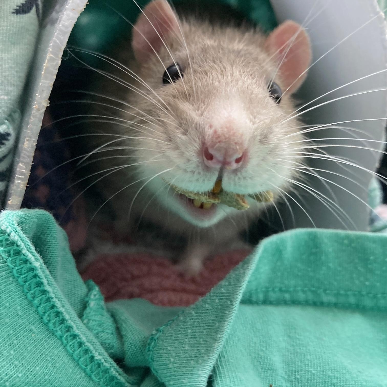 Ferguson, Adoptable, Adult Male Rat.