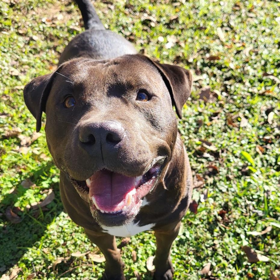 Enlarge Hot Shot, a Adoptable mixed breed in Alexandria, LA image 2/5