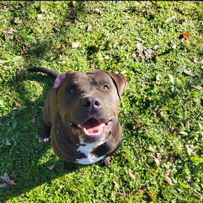 Enlarge Hot Shot, a Adoptable mixed breed in Alexandria, LA image 3/5