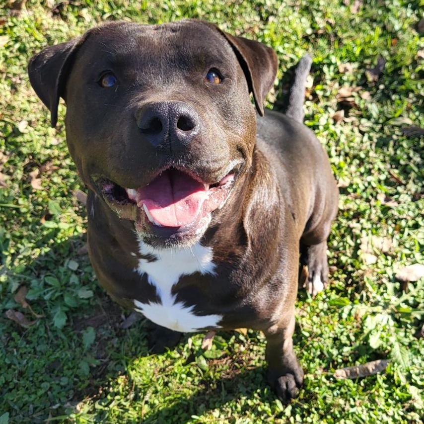 Enlarge Hot Shot, a Adoptable mixed breed in Alexandria, LA image 1/5