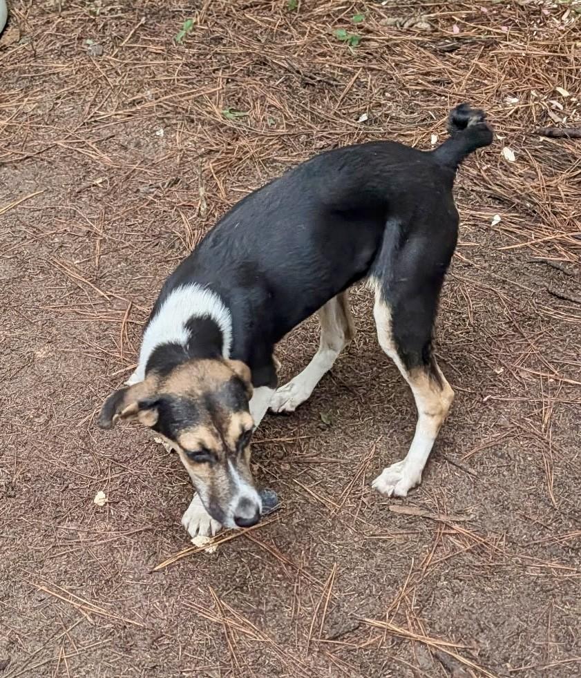 Enlarge Trixie, a Adoptable mixed breed in Petersburg, VA image 2/4