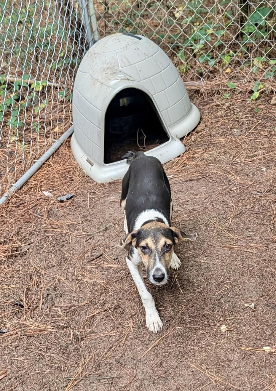 Enlarge Trixie, a Adoptable mixed breed in Petersburg, VA image 1/4