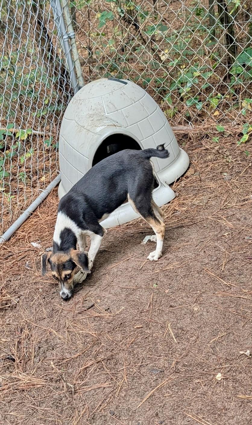 Enlarge Trixie, a Adoptable mixed breed in Petersburg, VA image 3/4