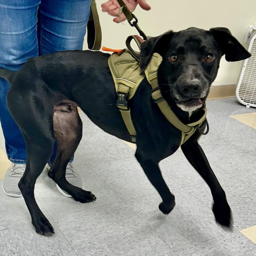 Enlarge Fang, a Adoptable mixed breed in Warrensburg, MO image 1/1