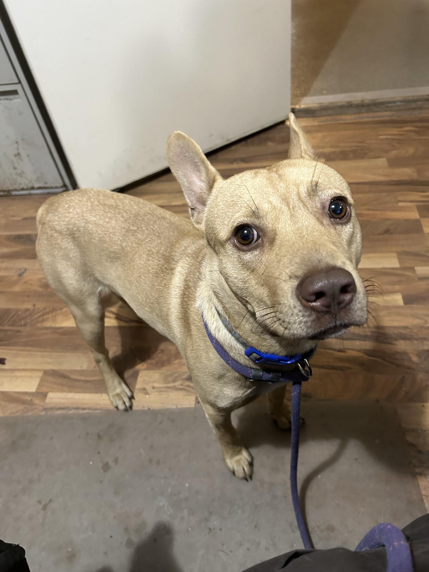 Enlarge Ringo, a Adoptable mixed breed in Baldwin, MI image 1/1