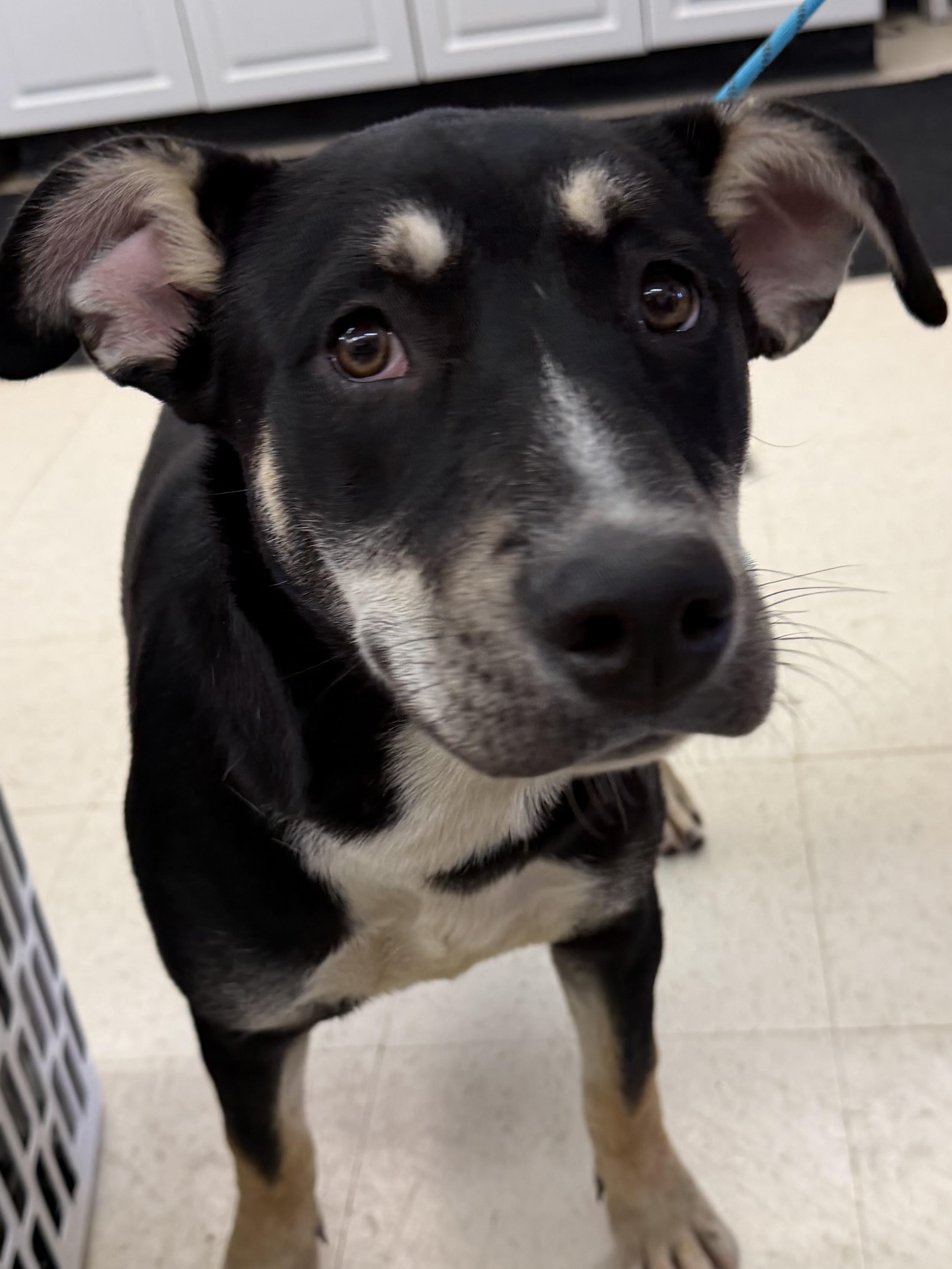 Enlarge Cornflakes ADOPTED, a ADOPTABLE Australian Kelpie in Canton, OH image 3/4