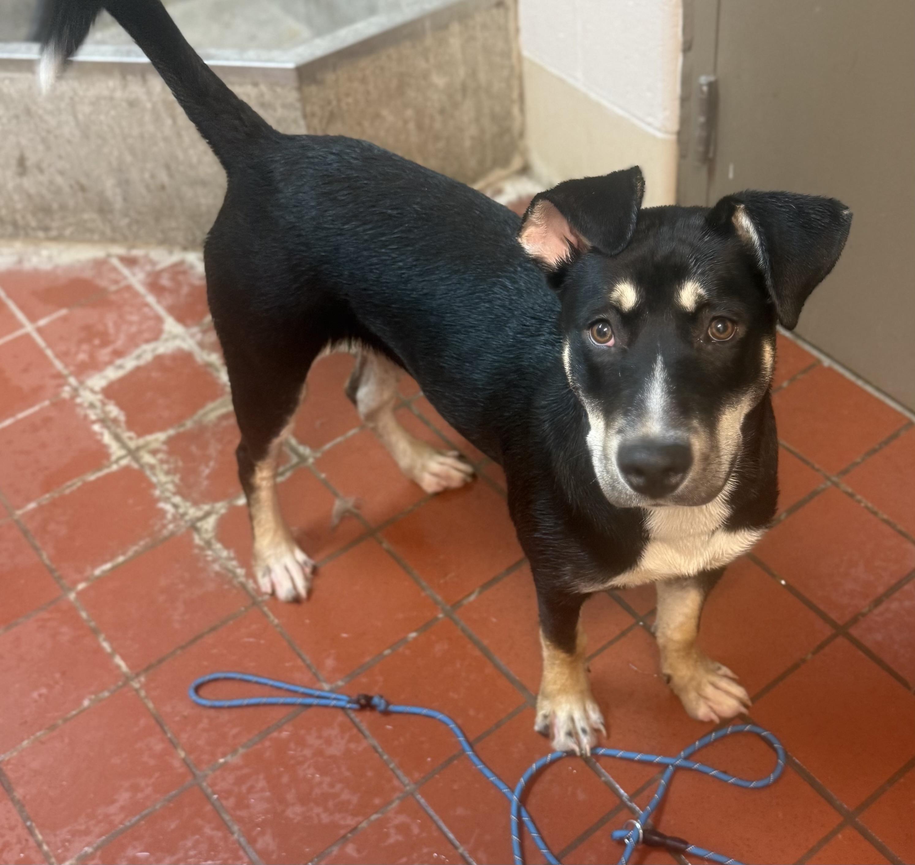 Enlarge Cornflakes ADOPTED, a ADOPTABLE Australian Kelpie in Canton, OH image 2/4