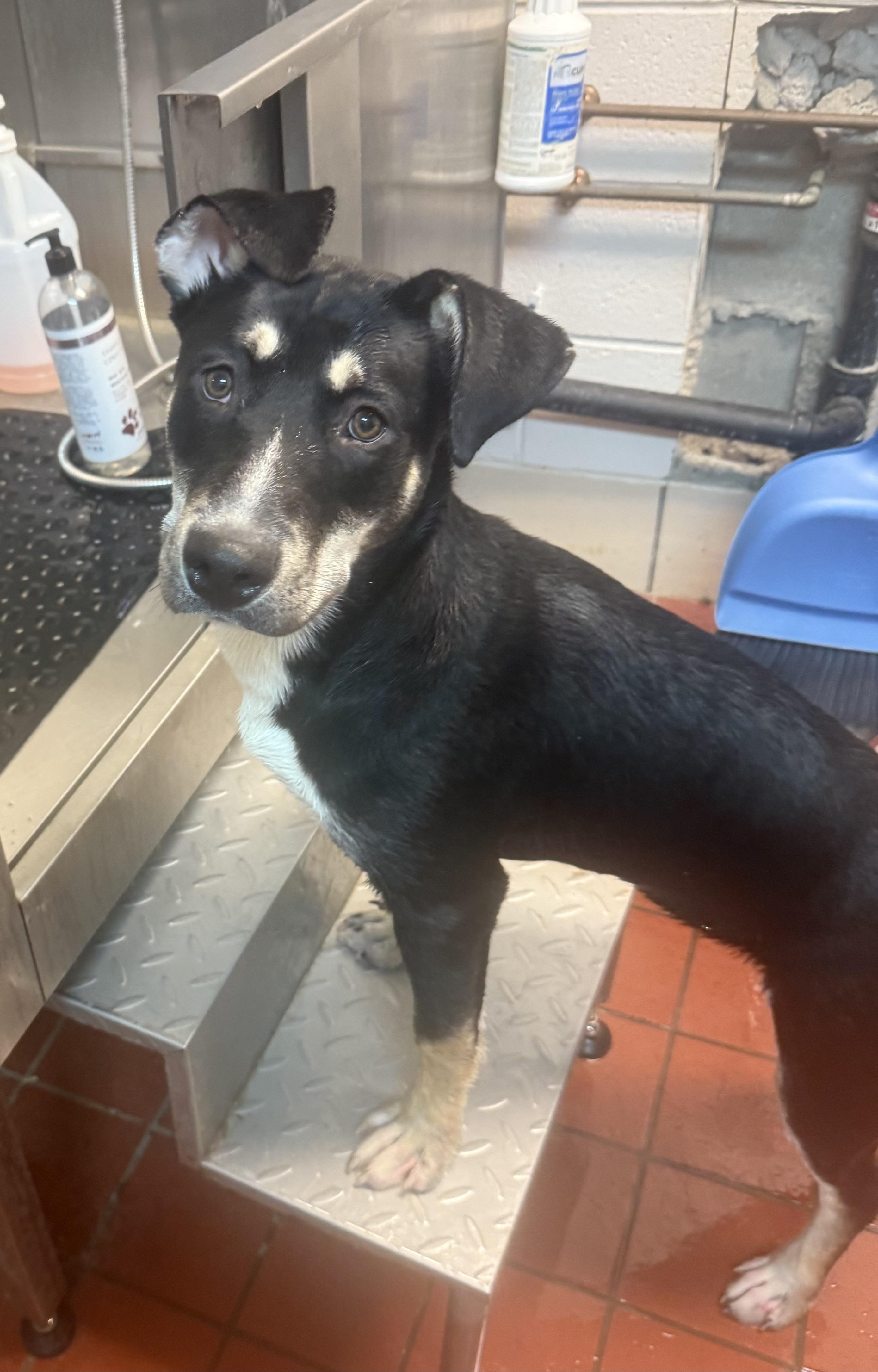 Cornflakes AVAILABLE, ADOPTABLE, Puppy Female Australian Kelpie.