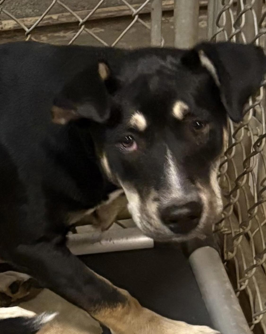 Enlarge Cornflakes ADOPTED, a ADOPTABLE Australian Kelpie in Canton, OH image 4/4