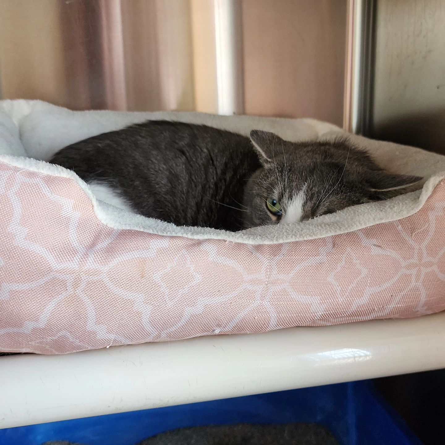 Cat for adoption Freddy, a Domestic Short Hair in Wahpeton, ND