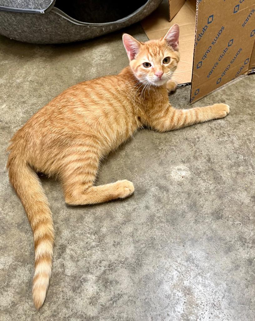 Charger, Adoptable, Young Male Domestic Short Hair.