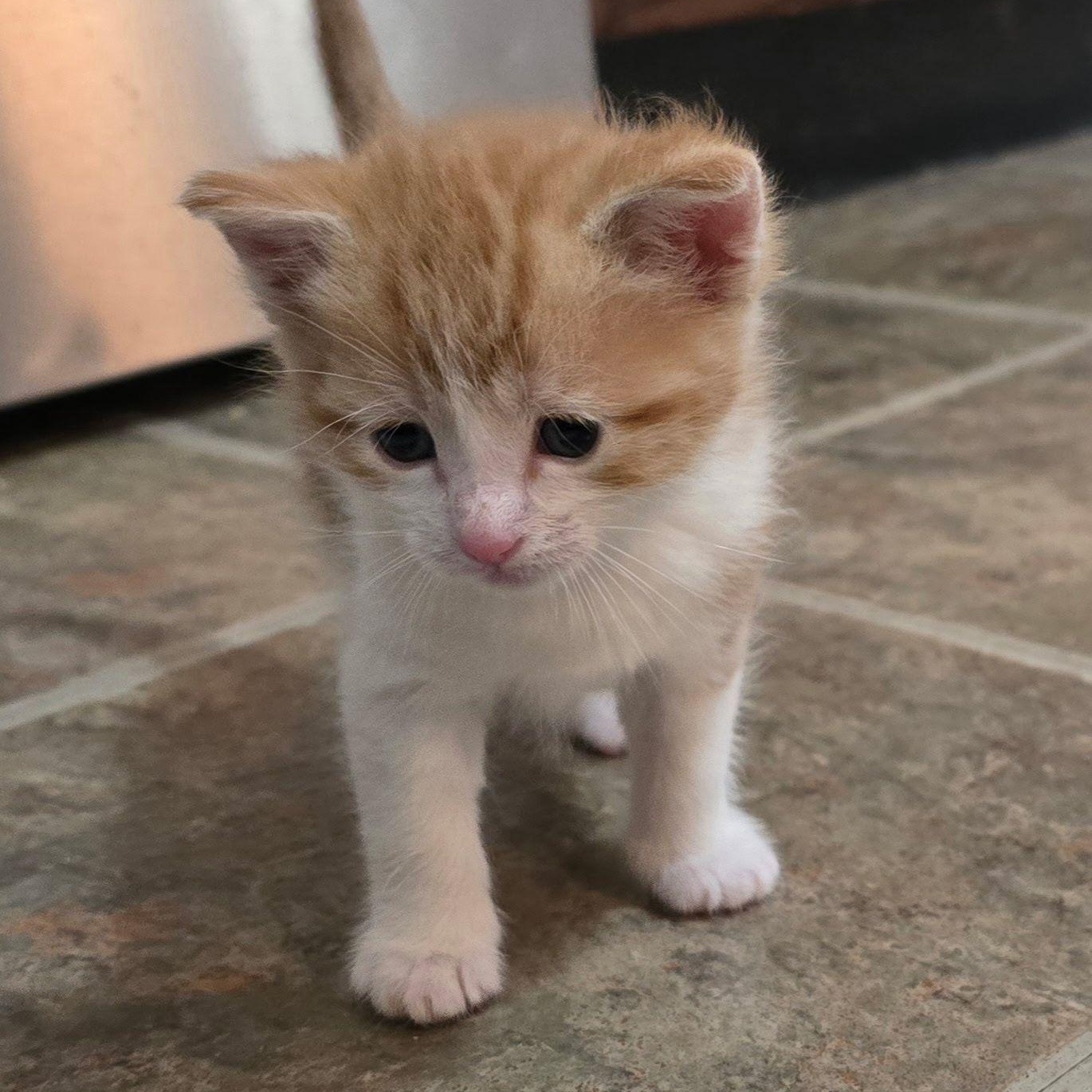 Enlarge Red, an adopted American Shorthair in Midland, MI image 1/1
