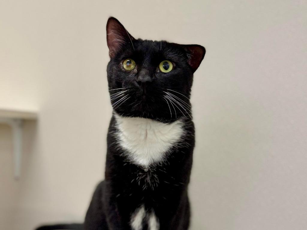 Stroganoff, Adoptable, Adult Male Domestic Short Hair & Domestic Short Hair (Black & White).