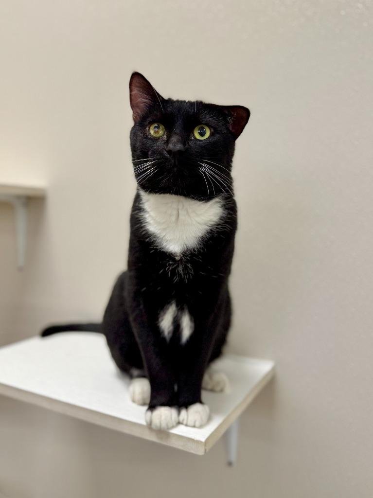 Enlarge Stroganoff, a Adoptable mixed breed in Raleigh, NC image 2/2