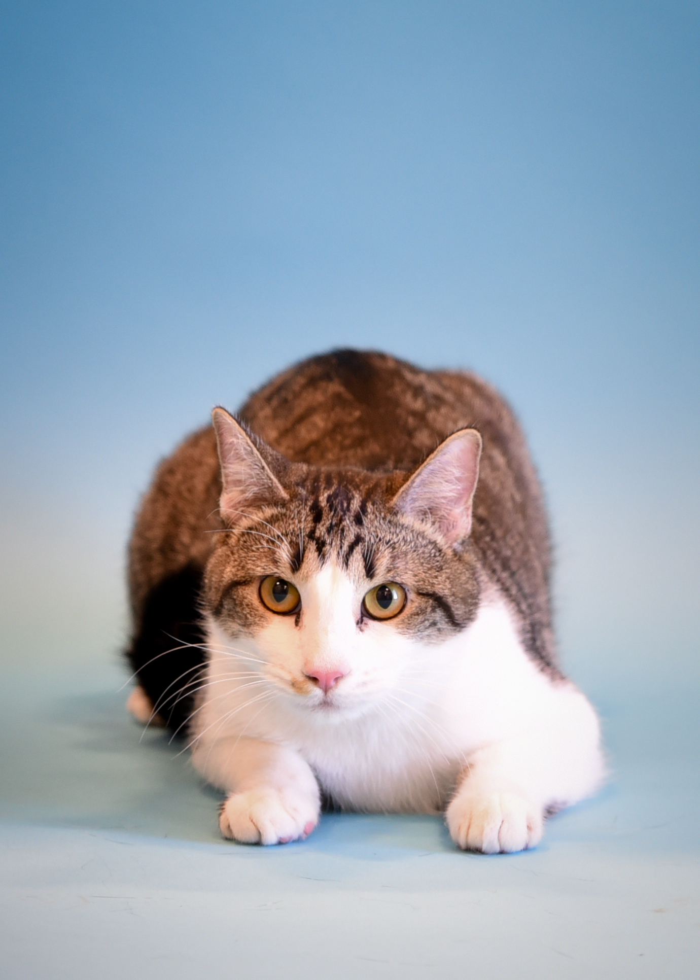 Emmet, a Adoptable Domestic Short Hair in Jefferson, IA image 2/3
