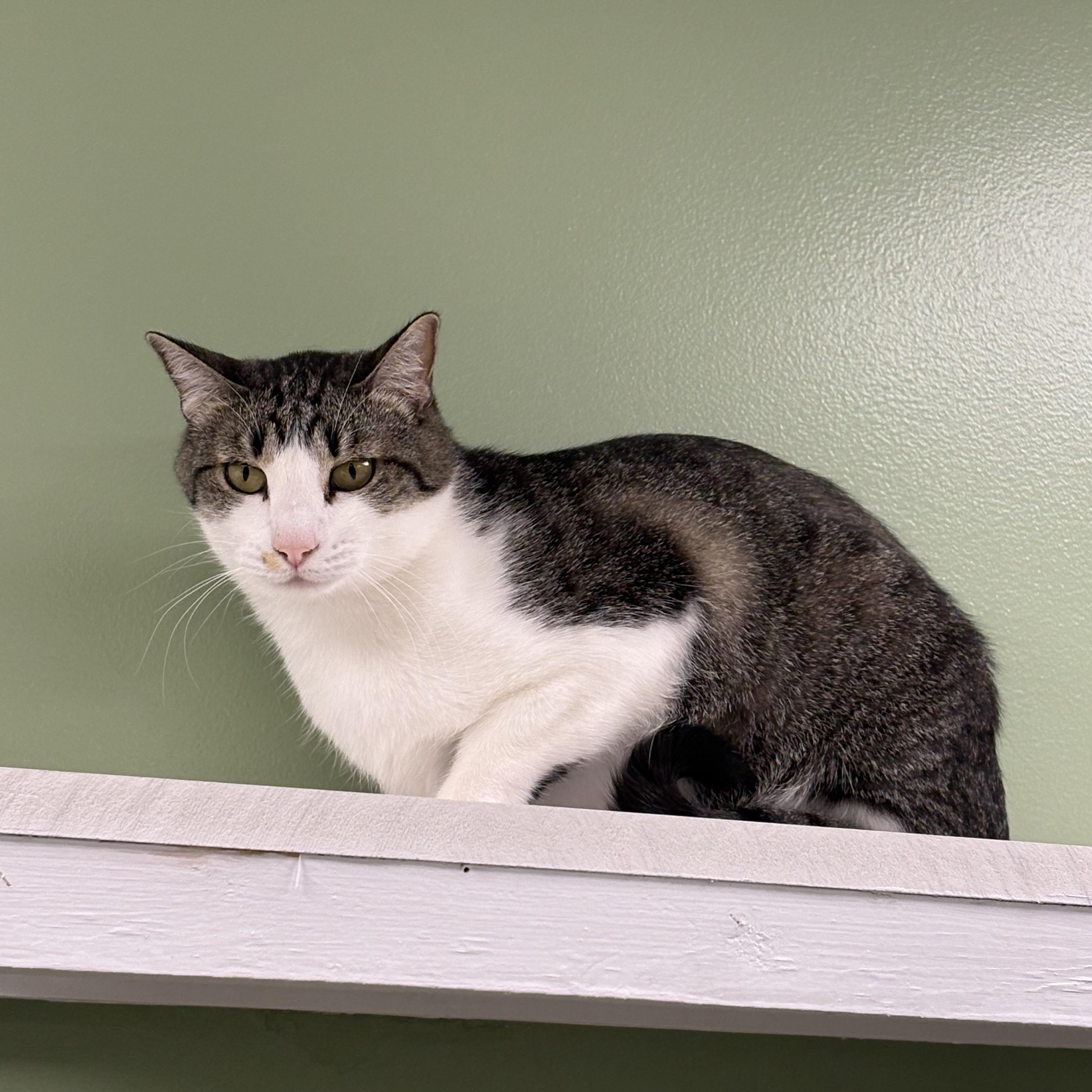 Enlarge Emmet, a Adoptable Domestic Short Hair in Jefferson, IA image 4/4