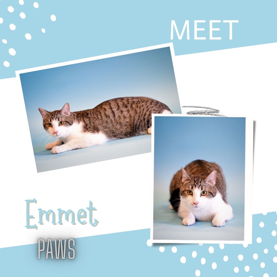 Emmet, a Adoptable Domestic Short Hair in Jefferson, IA image 1/3