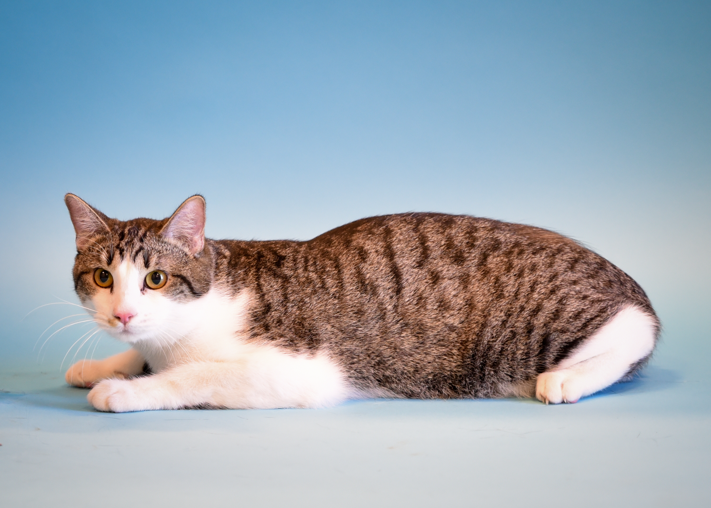 Emmet, a Adoptable Domestic Short Hair in Jefferson, IA image 3/3