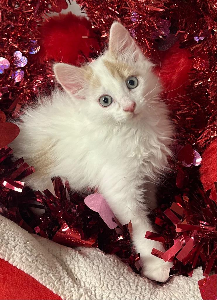 Enlarge 12/18/25 Creme Brulee, a Adoptable mixed breed in Stillwater, OK image 1/1