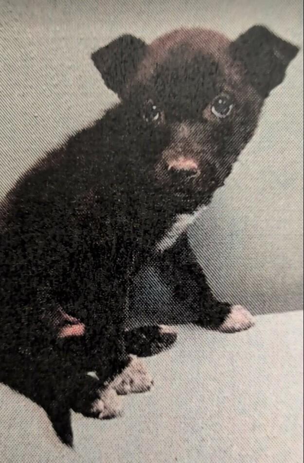 Enlarge Midnight, a Adoptable mixed breed in Parker, CO image 1/6