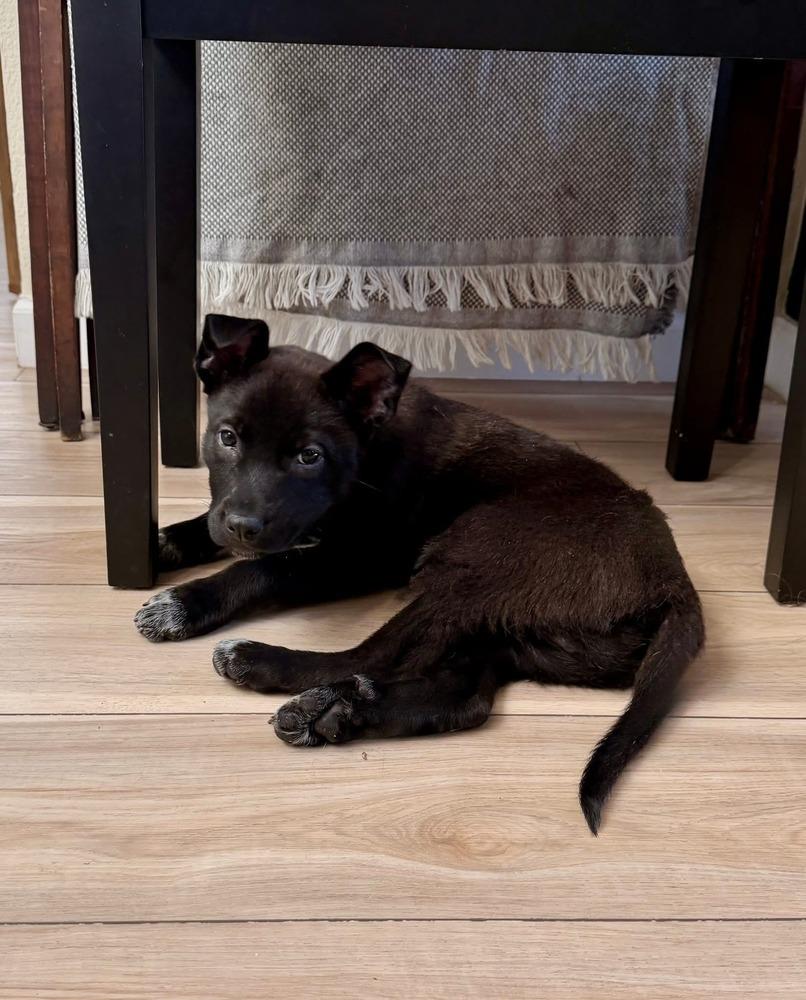 Enlarge Midnight, a Adoptable mixed breed in Parker, CO image 3/6