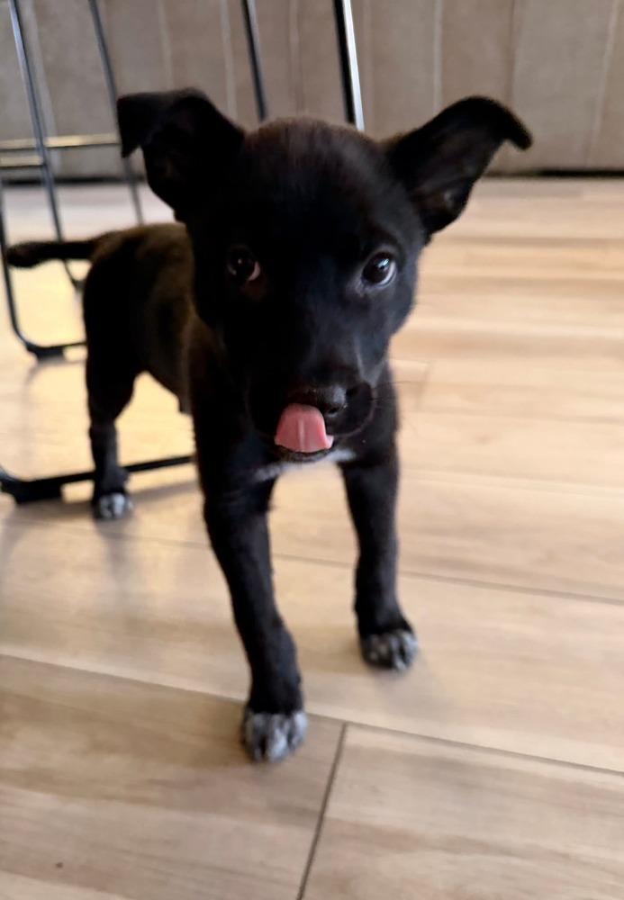 Enlarge Midnight, a Adoptable mixed breed in Parker, CO image 4/6