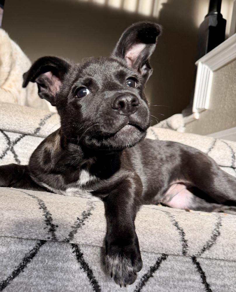 Enlarge Midnight, a Adoptable mixed breed in Parker, CO image 5/6