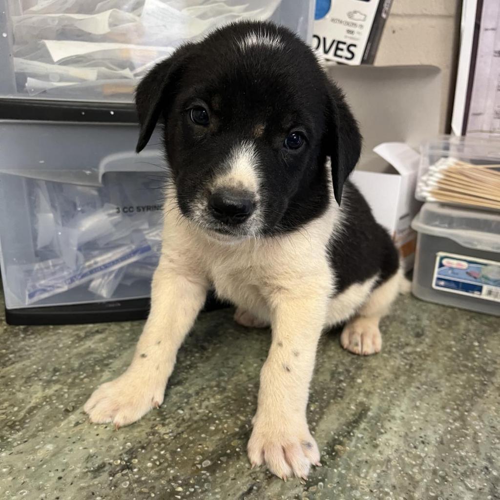 Prince, Adoptable, Young Male Black Labrador Retriever.