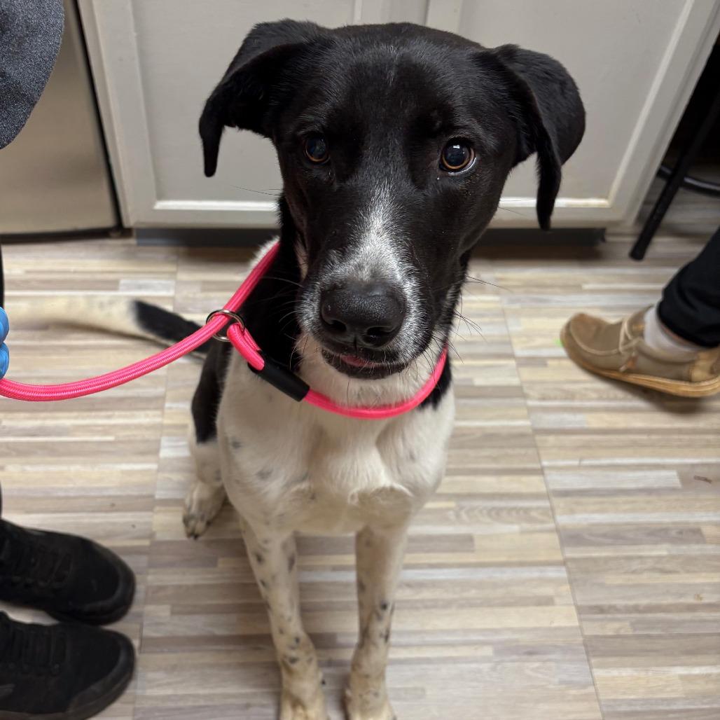 Enlarge Prince, a Adoptable mixed breed in Hamilton, GA image 1/1