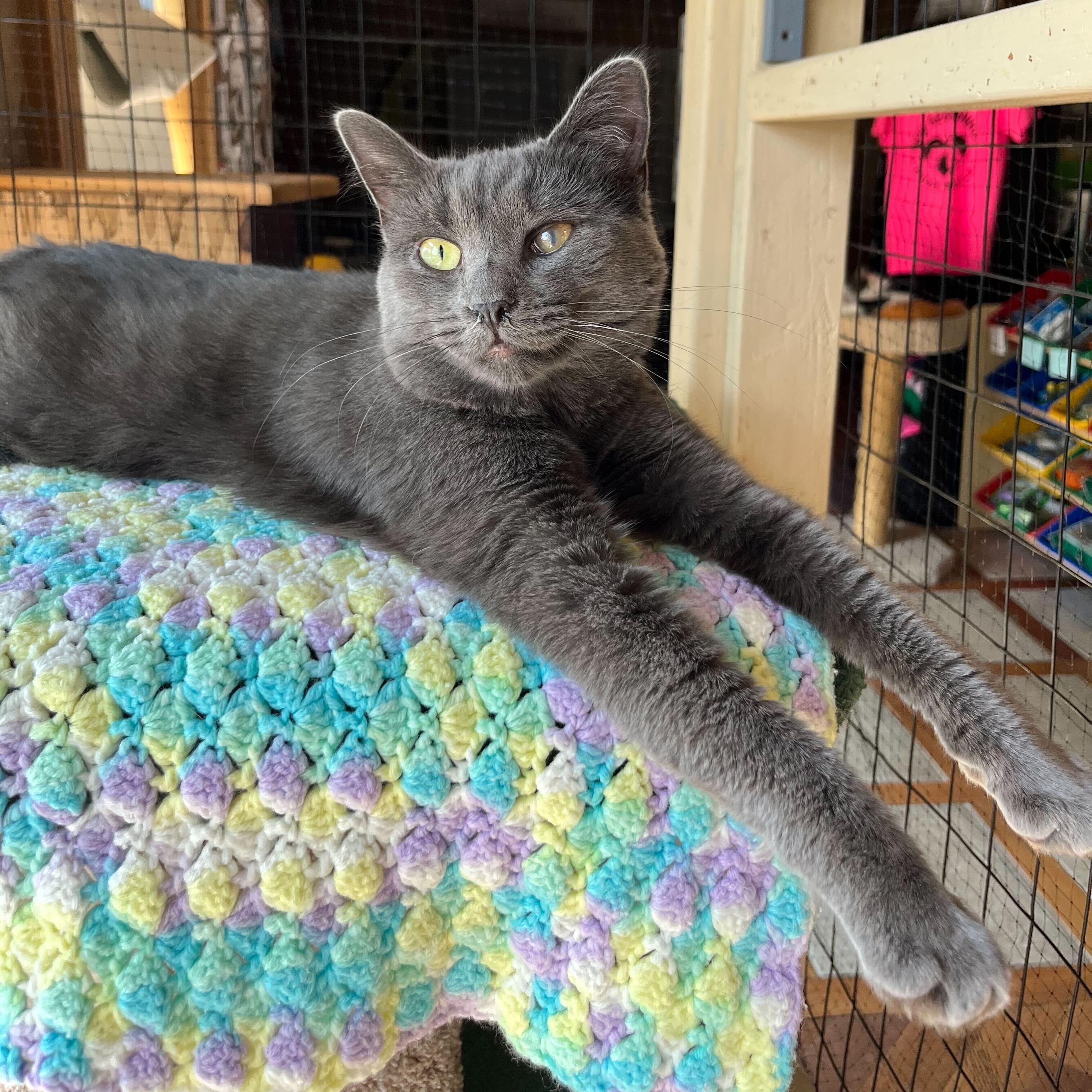 Ophelia (bonded to Norman), a Adoptable Domestic Short Hair in East Brunswick, NJ image 1/6