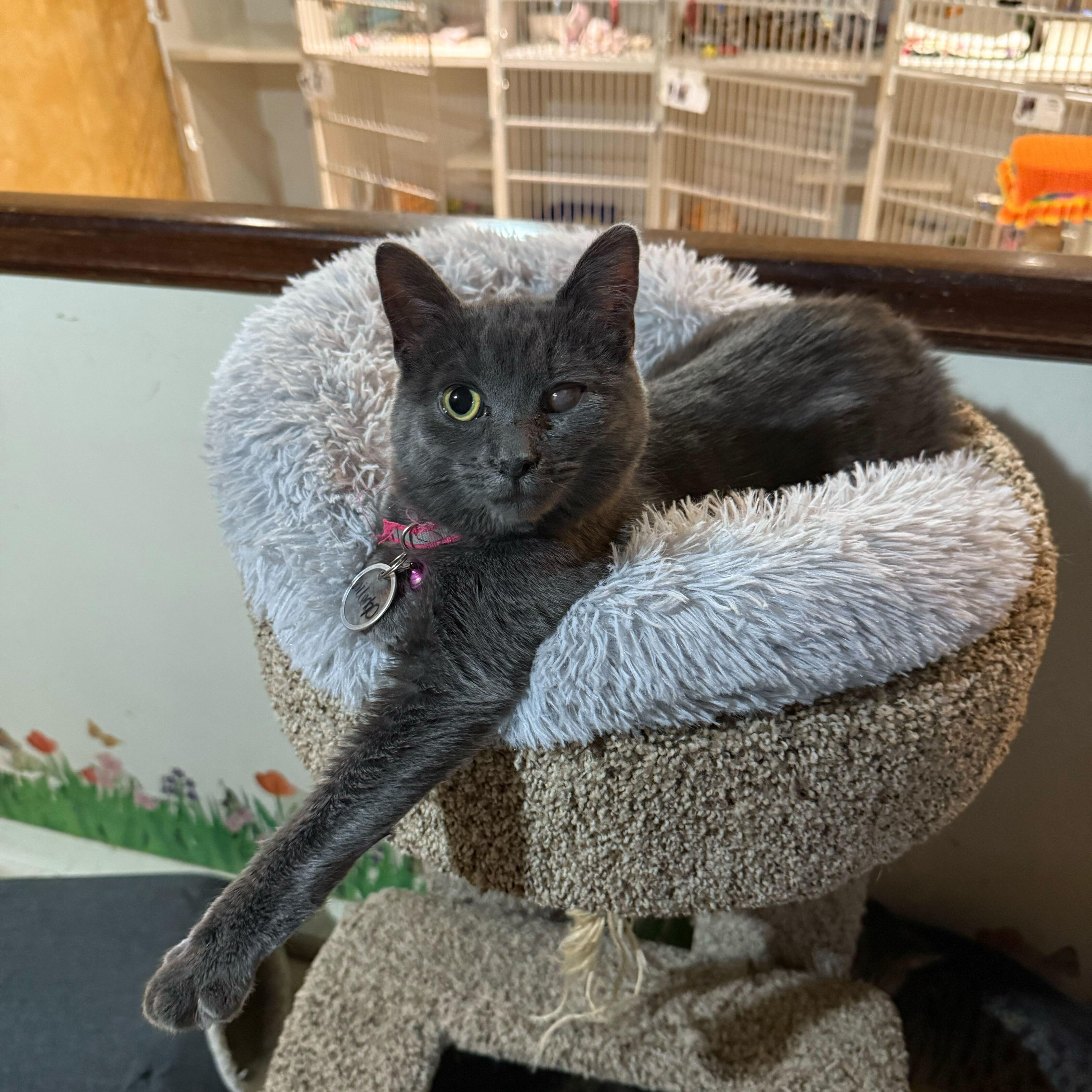 Ophelia (bonded to Norman), a Adoptable Domestic Short Hair in East Brunswick, NJ image 2/6