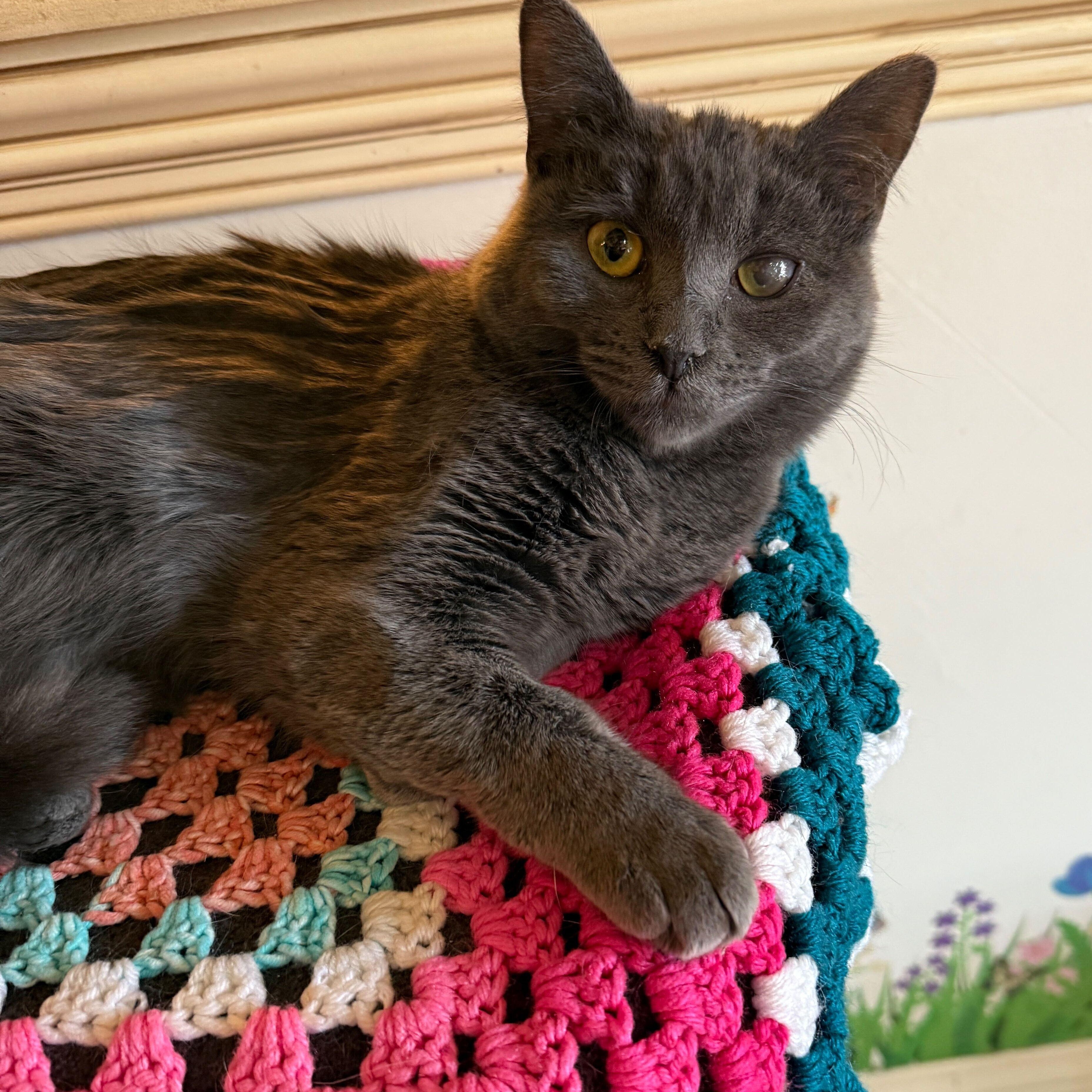 Ophelia (bonded to Norman), Adoptable, Young Female Domestic Short Hair.
