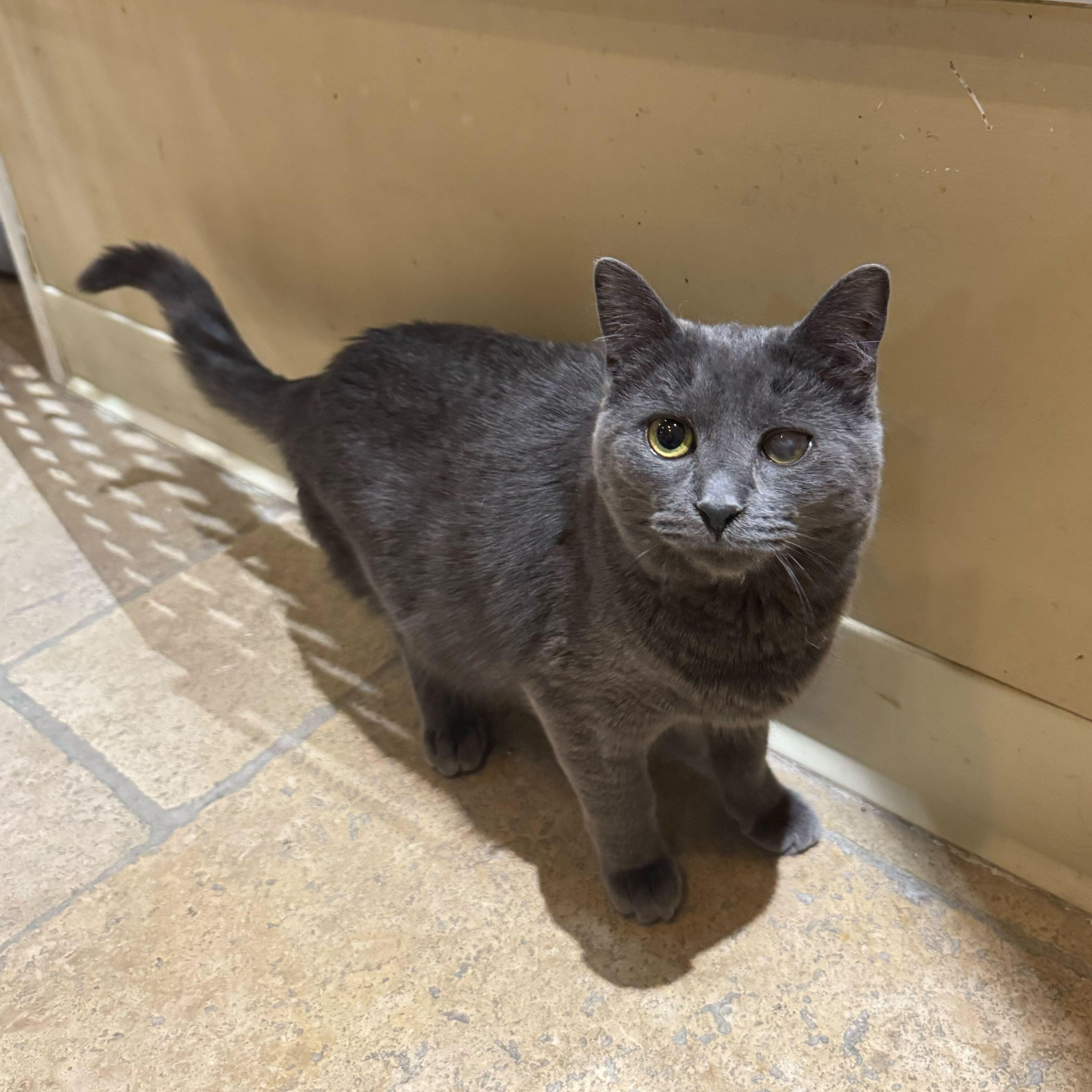 Ophelia (bonded to Norman), a Adoptable Domestic Short Hair in East Brunswick, NJ image 4/6