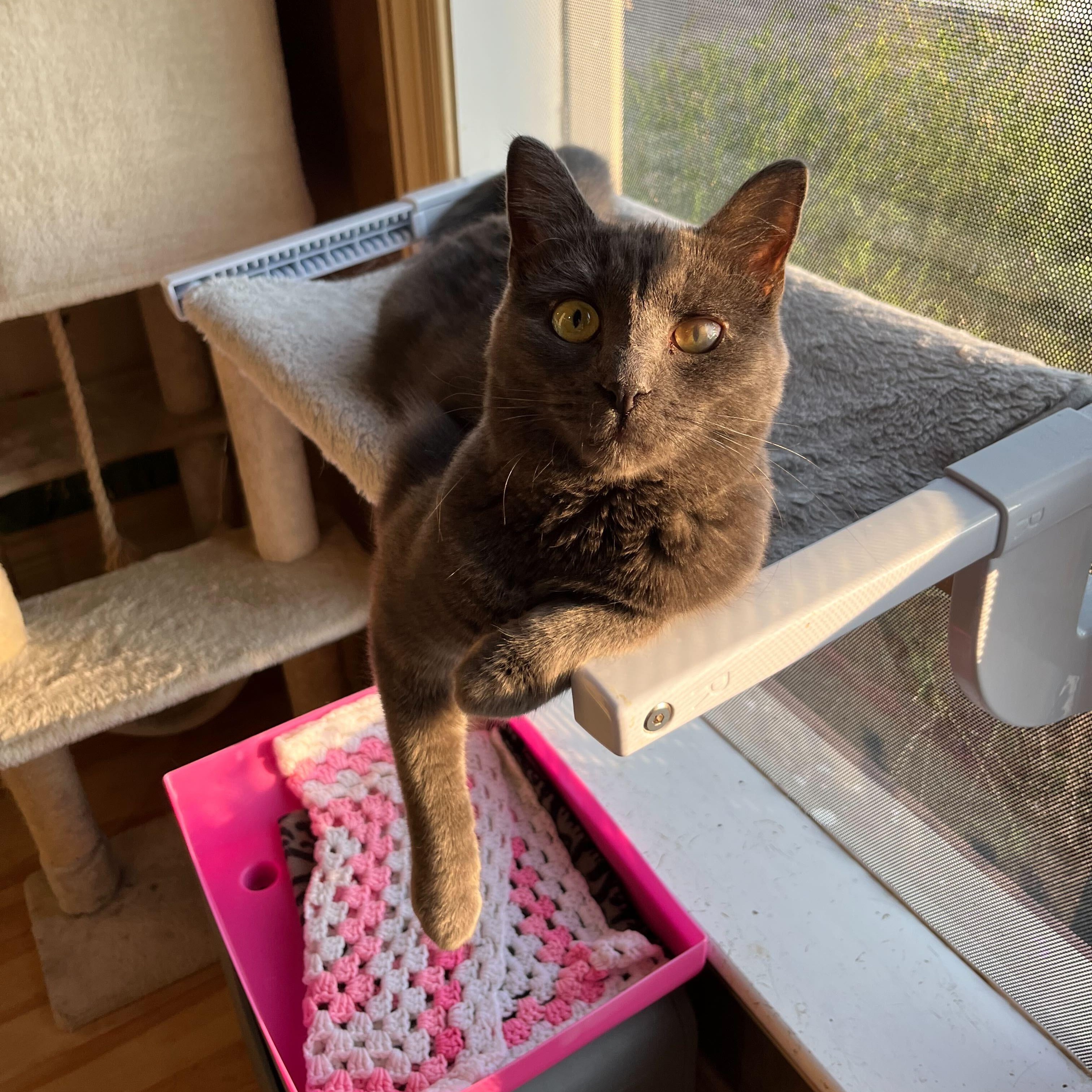 Ophelia (bonded to Norman), a Adoptable Domestic Short Hair in East Brunswick, NJ image 6/6