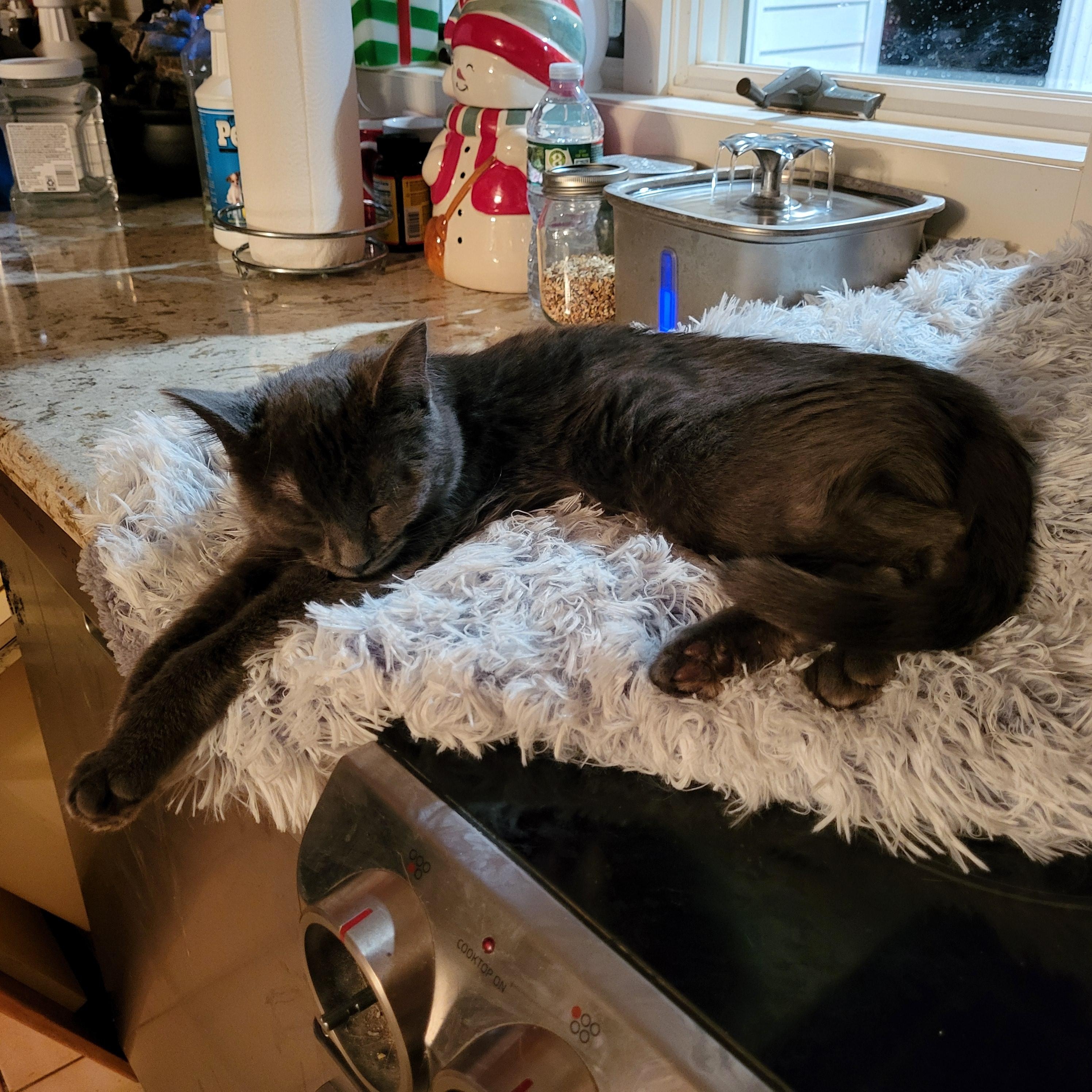 Ophelia (bonded to Norman), a Adoptable Domestic Short Hair in East Brunswick, NJ image 5/6