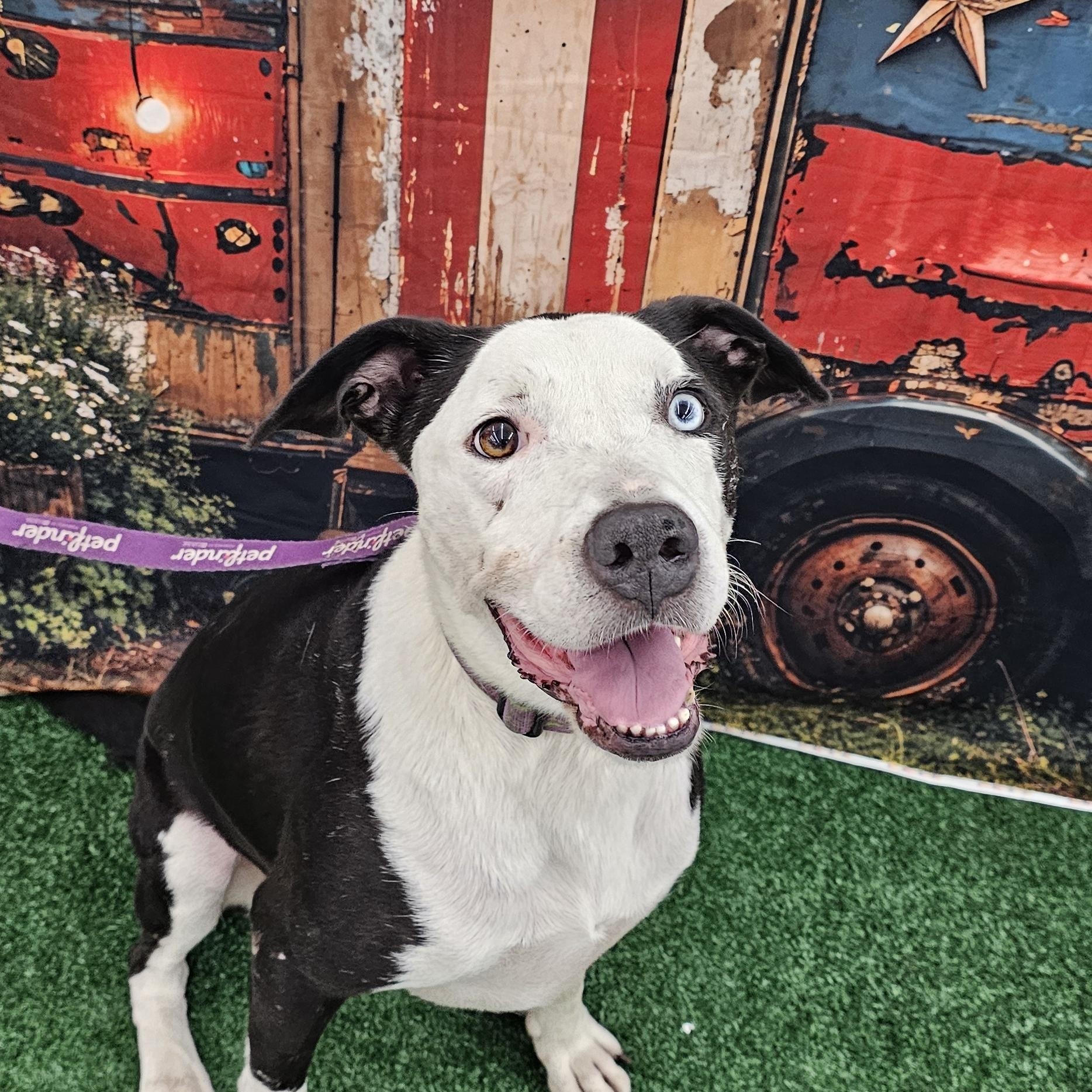 Yang, Adoptable, Adult Female Border Collie & American Bulldog.