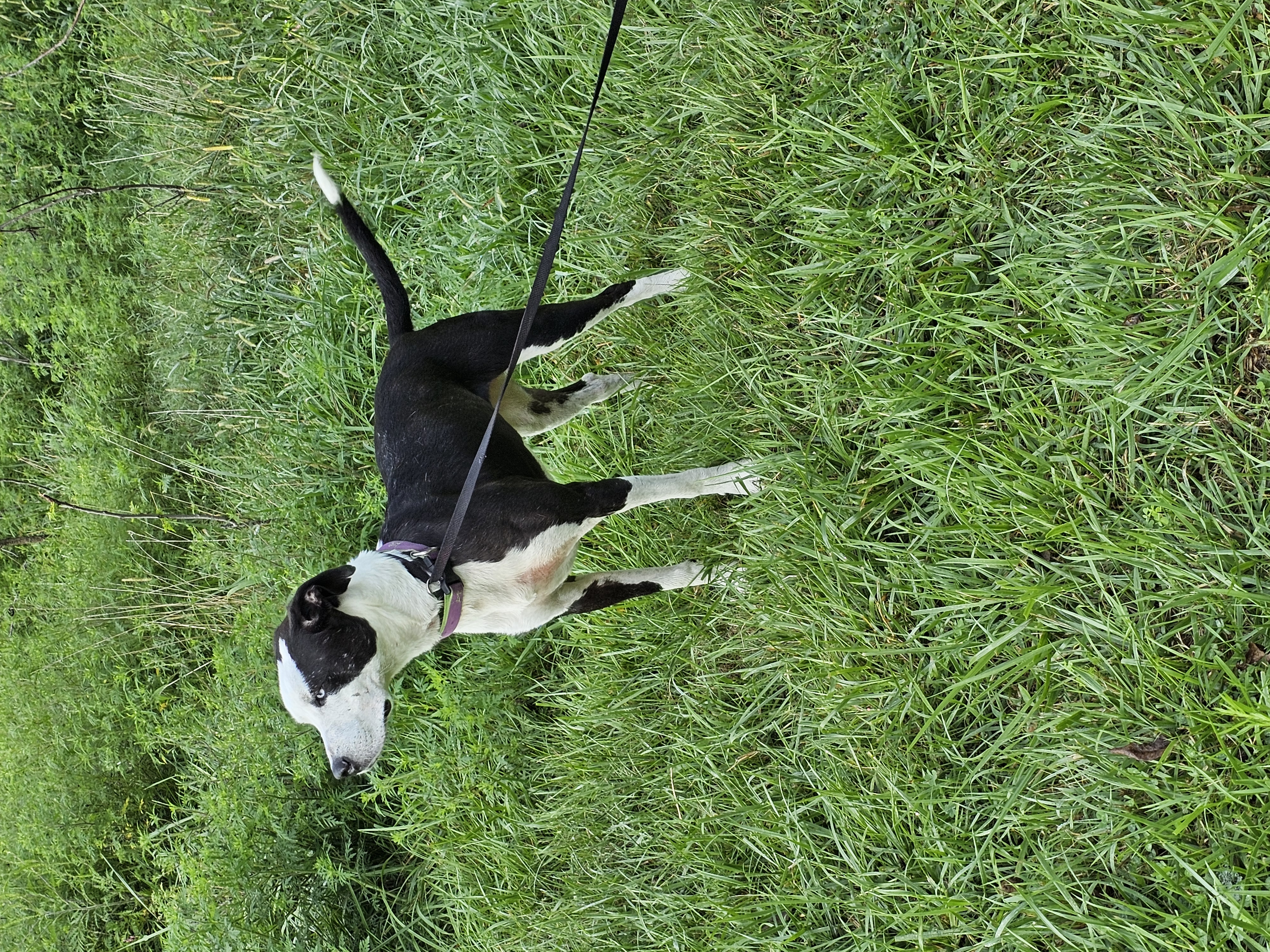 Yang, an adoptable Border Collie, American Staffordshire Terrier in Columbia, MO, 65202 | Photo Image 3