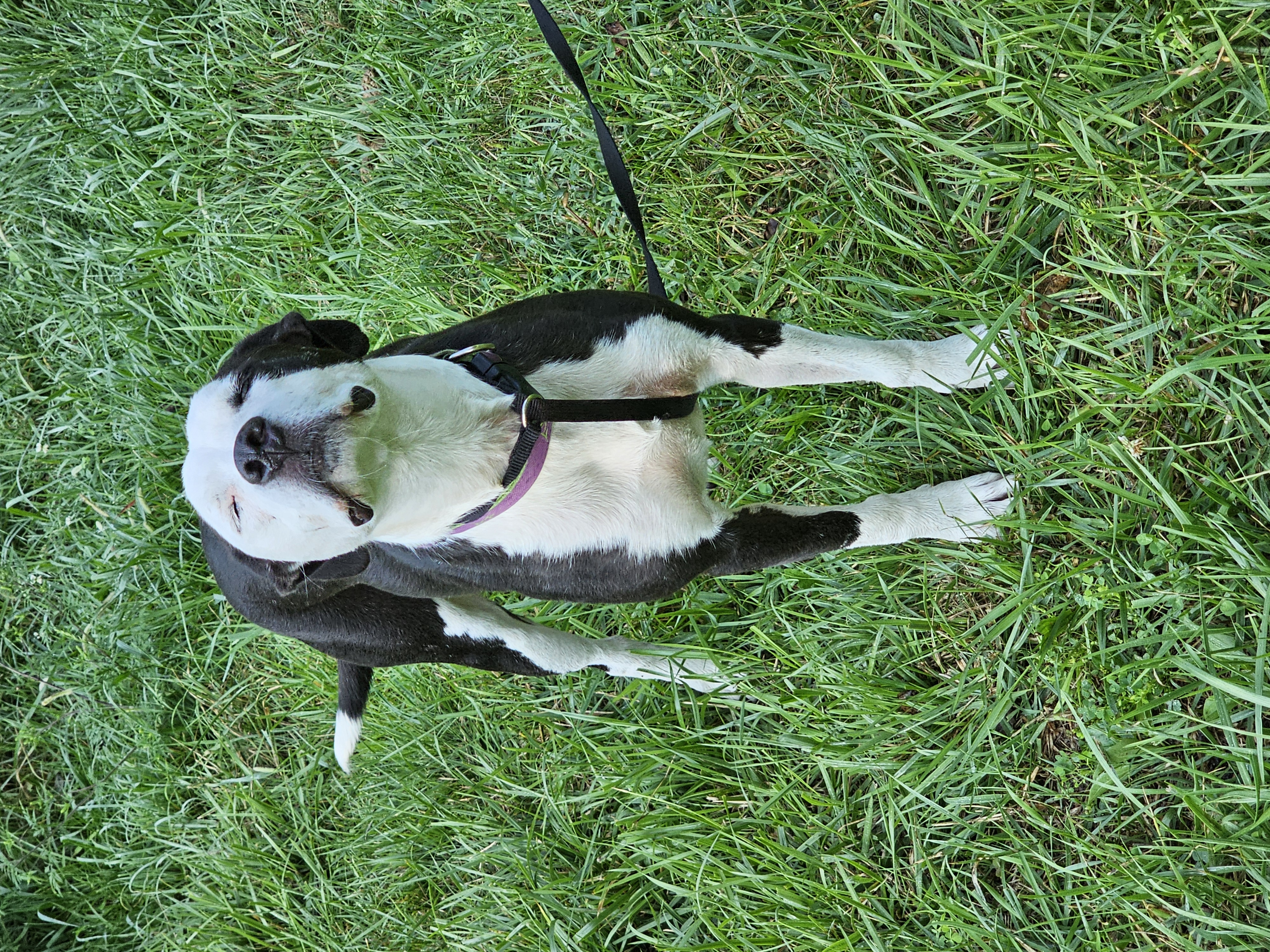 Yang, an adoptable Border Collie, American Staffordshire Terrier in Columbia, MO, 65202 | Photo Image 4