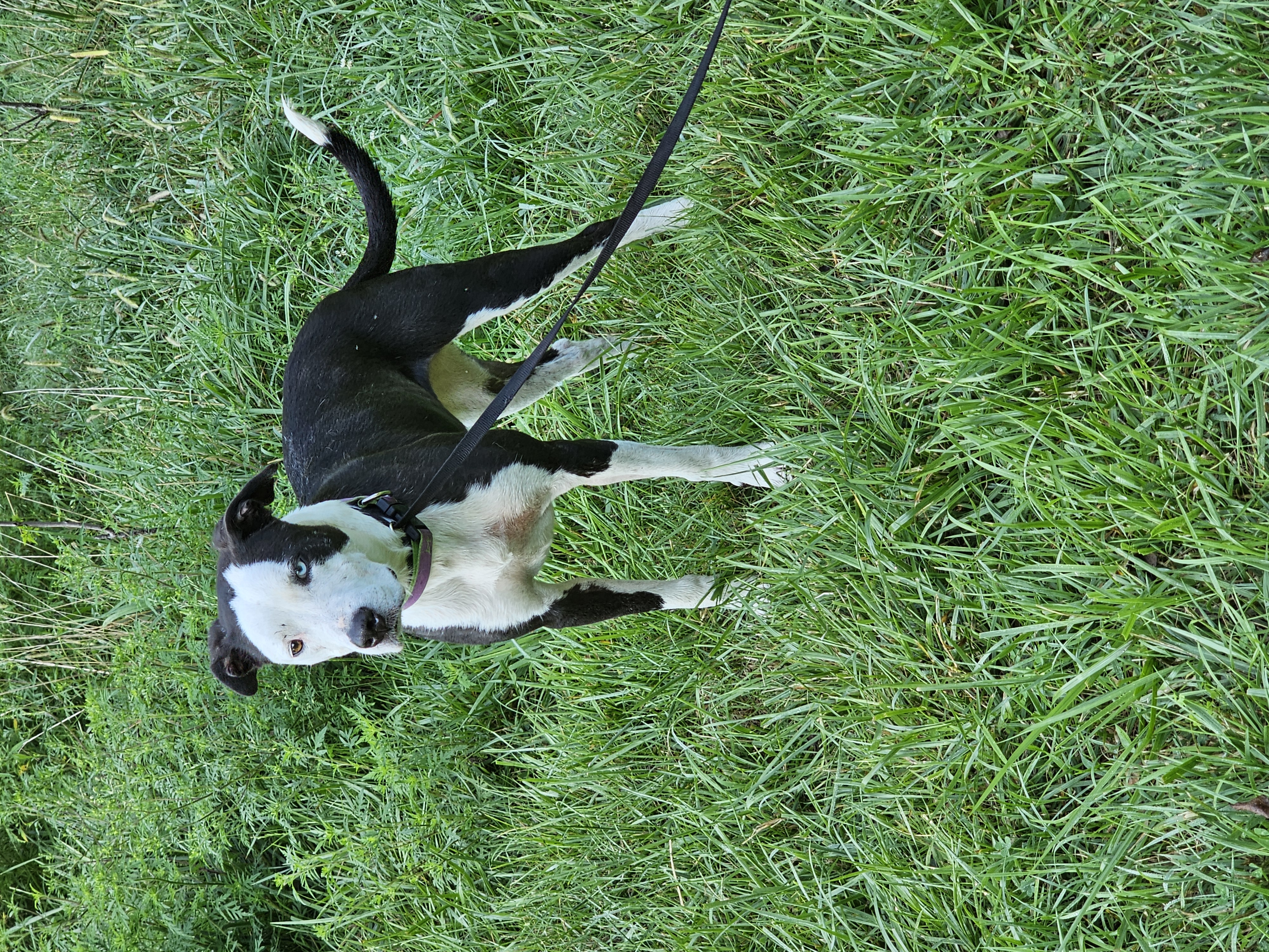 Yang, an adoptable Border Collie, American Staffordshire Terrier in Columbia, MO, 65202 | Photo Image 5