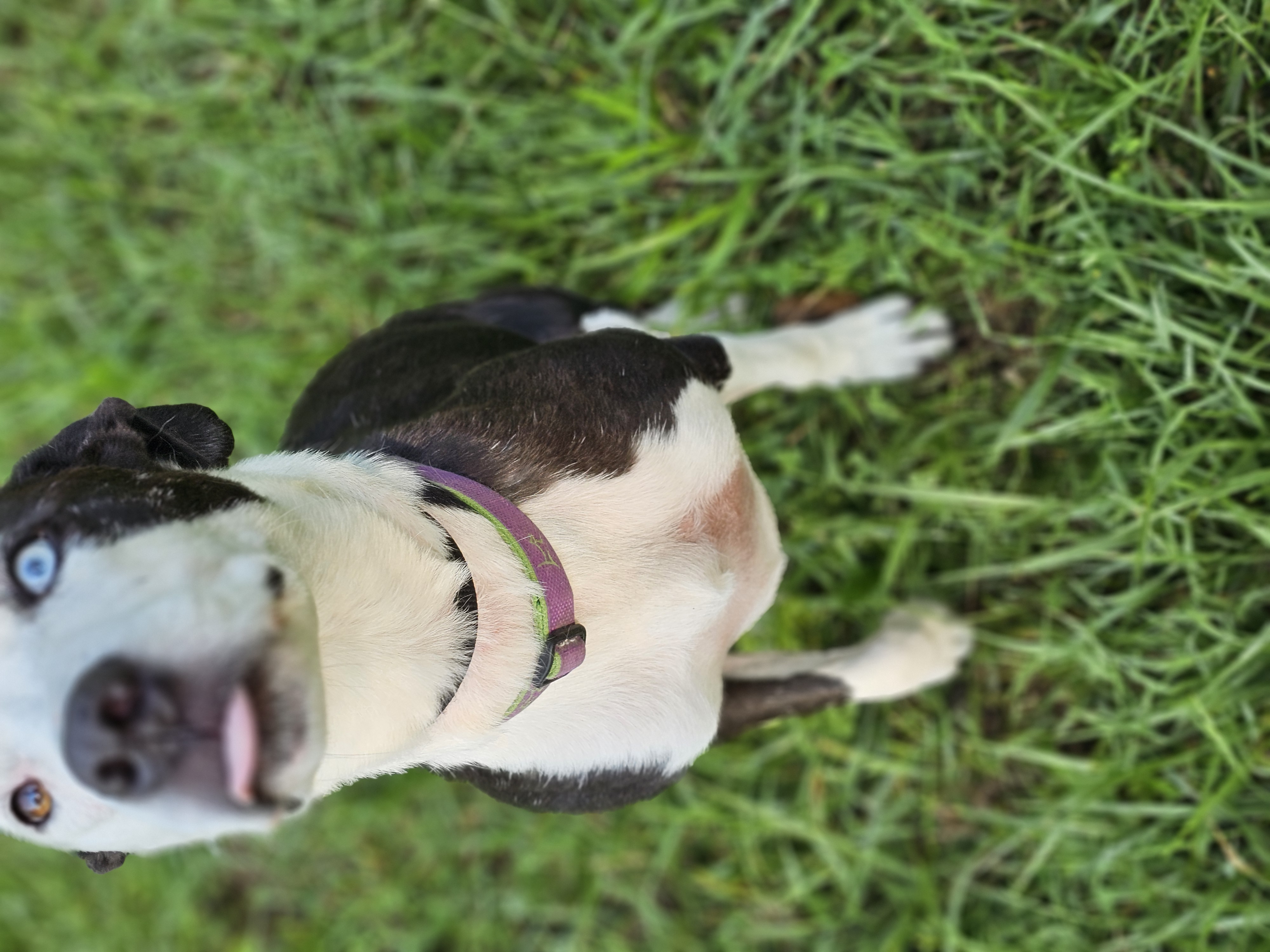 Yang, an adoptable Border Collie, American Staffordshire Terrier in Columbia, MO, 65202 | Photo Image 2