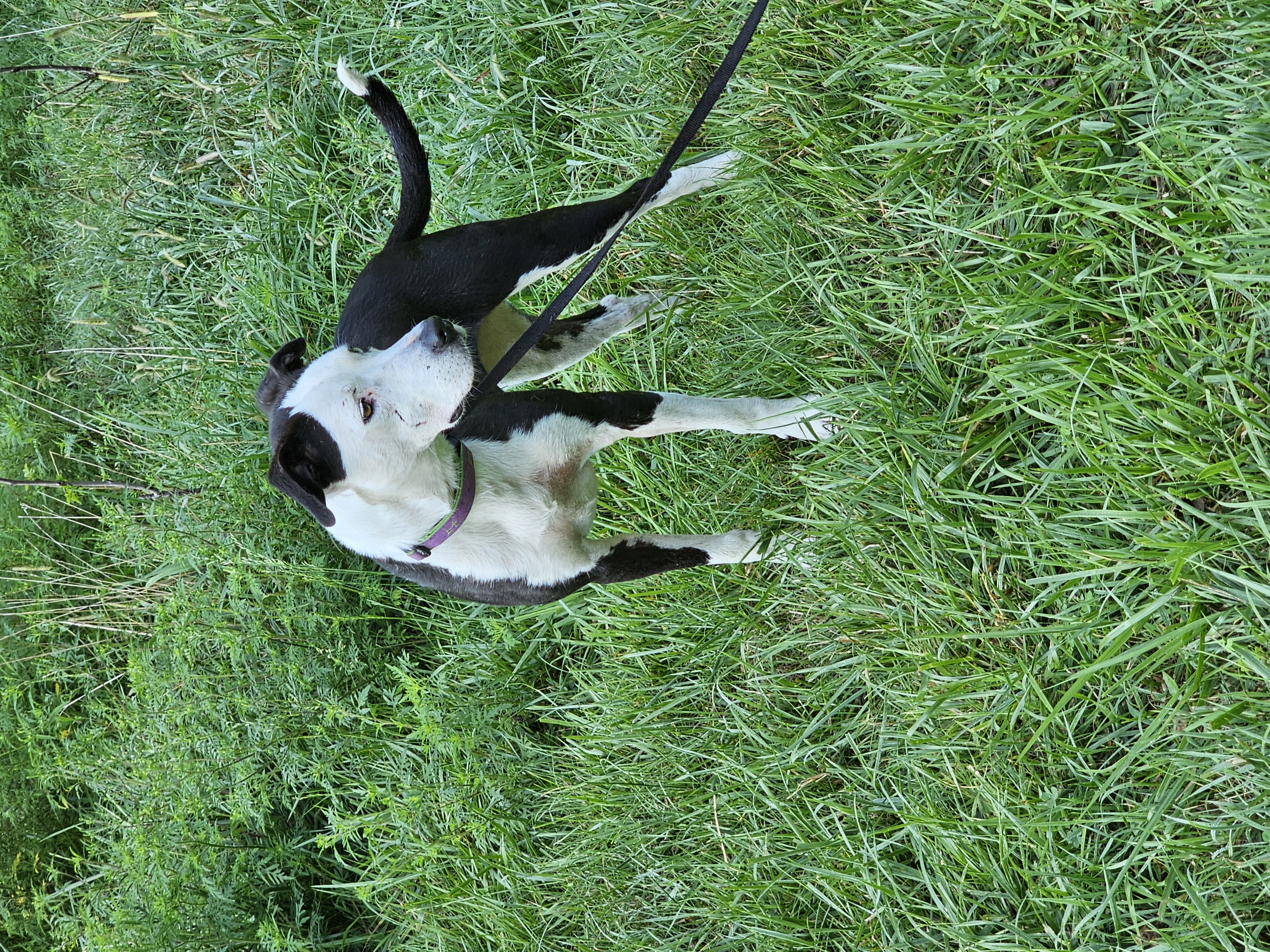 Yang, a Adoptable mixed breed image 1/6