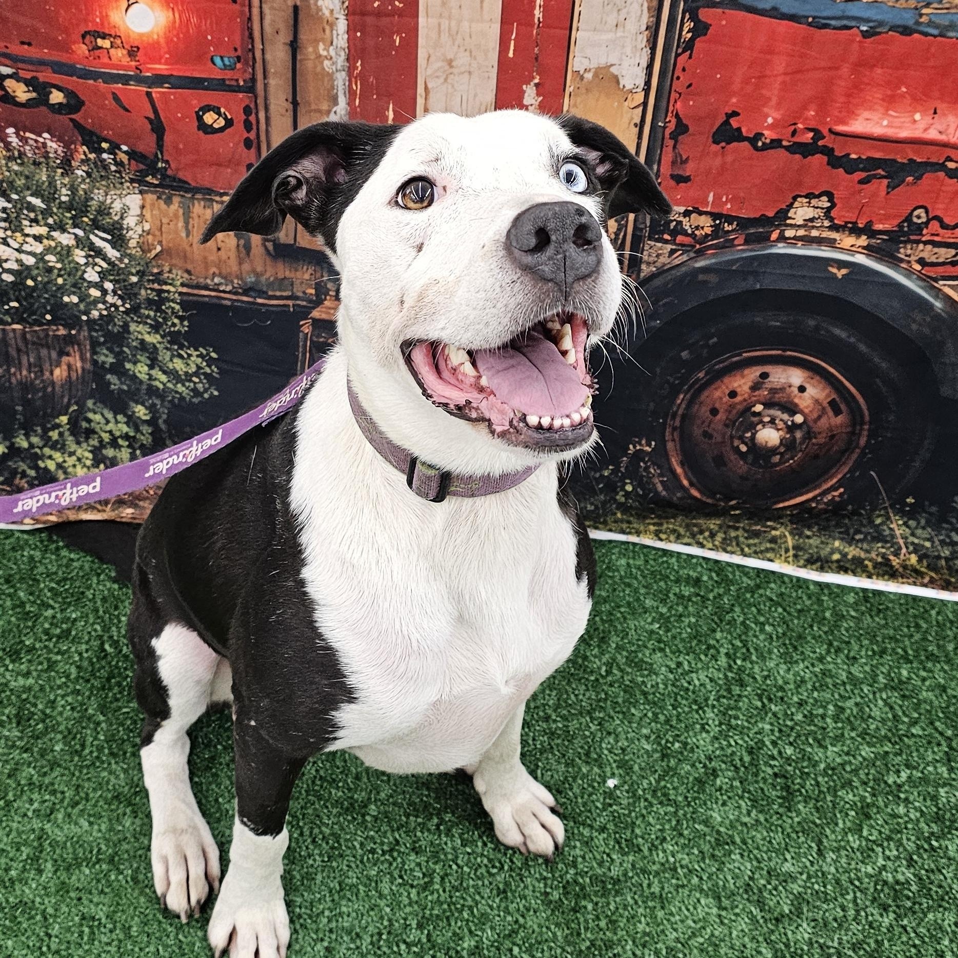 Yang, a Adoptable mixed breed in Columbia, MO image 2/6