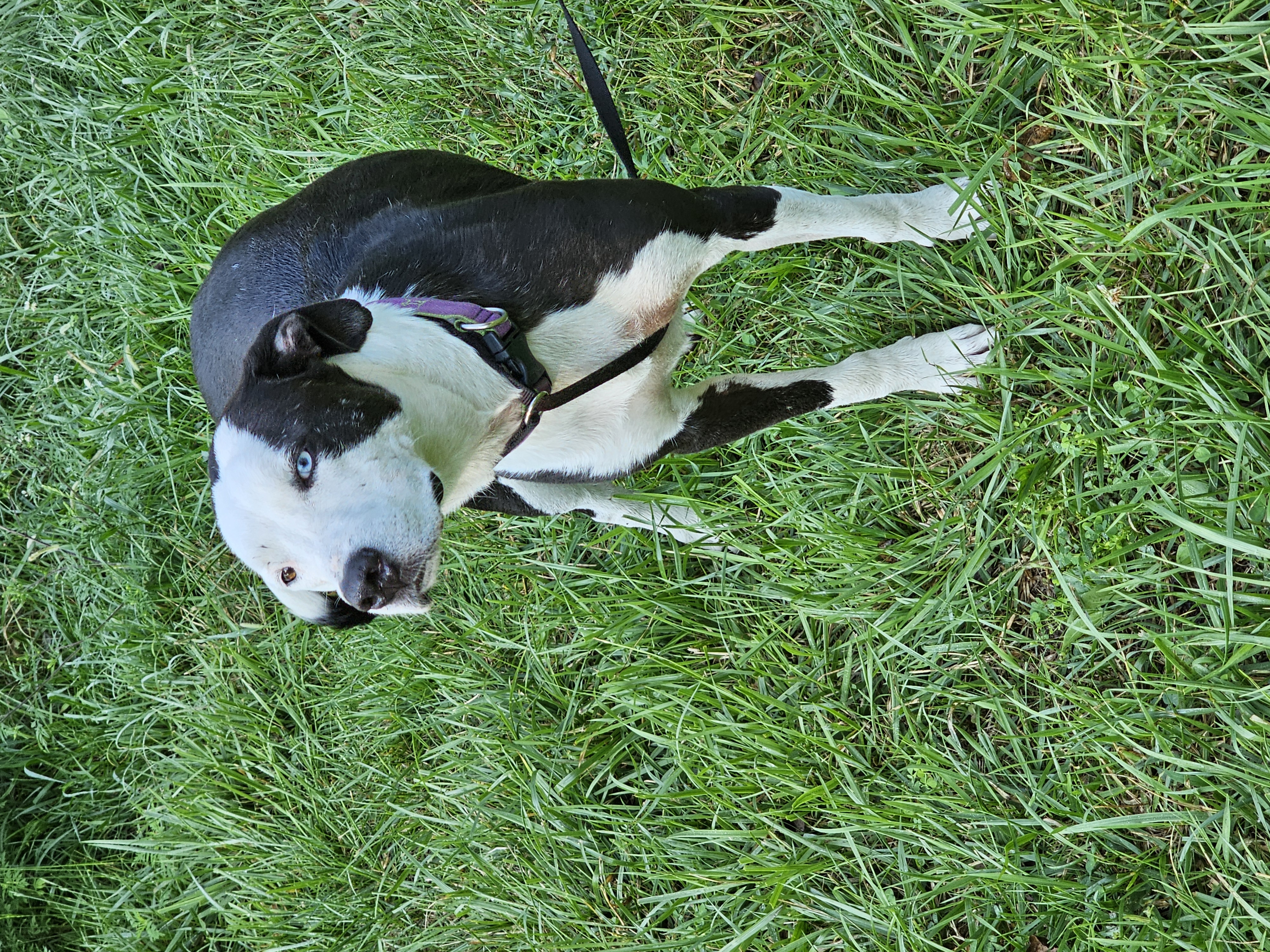 Yang, a Adoptable mixed breed image 6/6