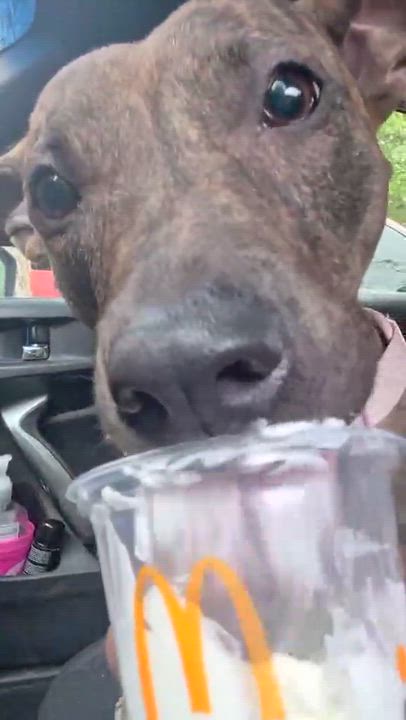Enlarge Poppy, a Adoptable mixed breed in Dickinson, ND video 5/6