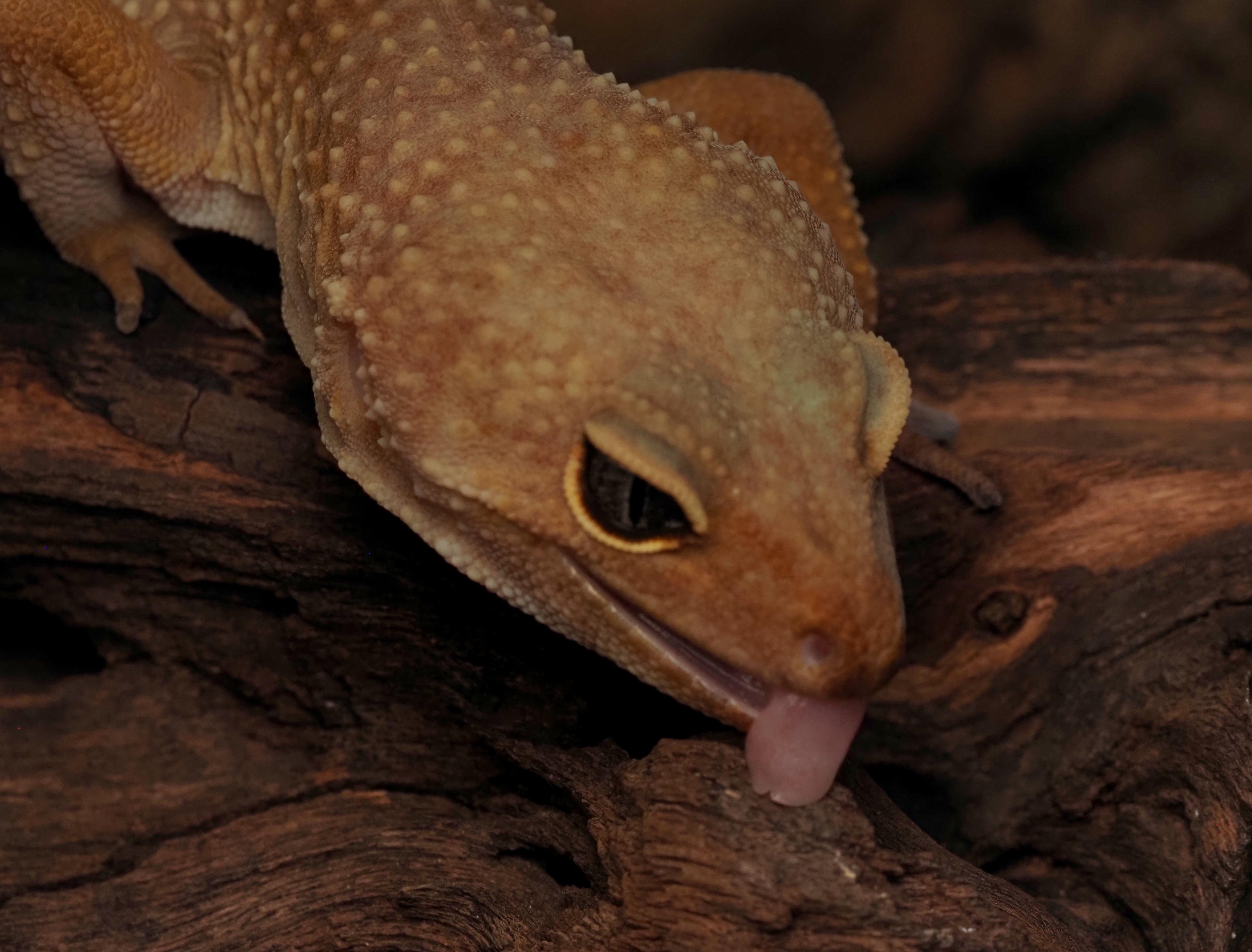 Enlarge Cleopatra the Leopard Gecko , a ADOPTABLE Gecko in Tacoma, WA image 2/2
