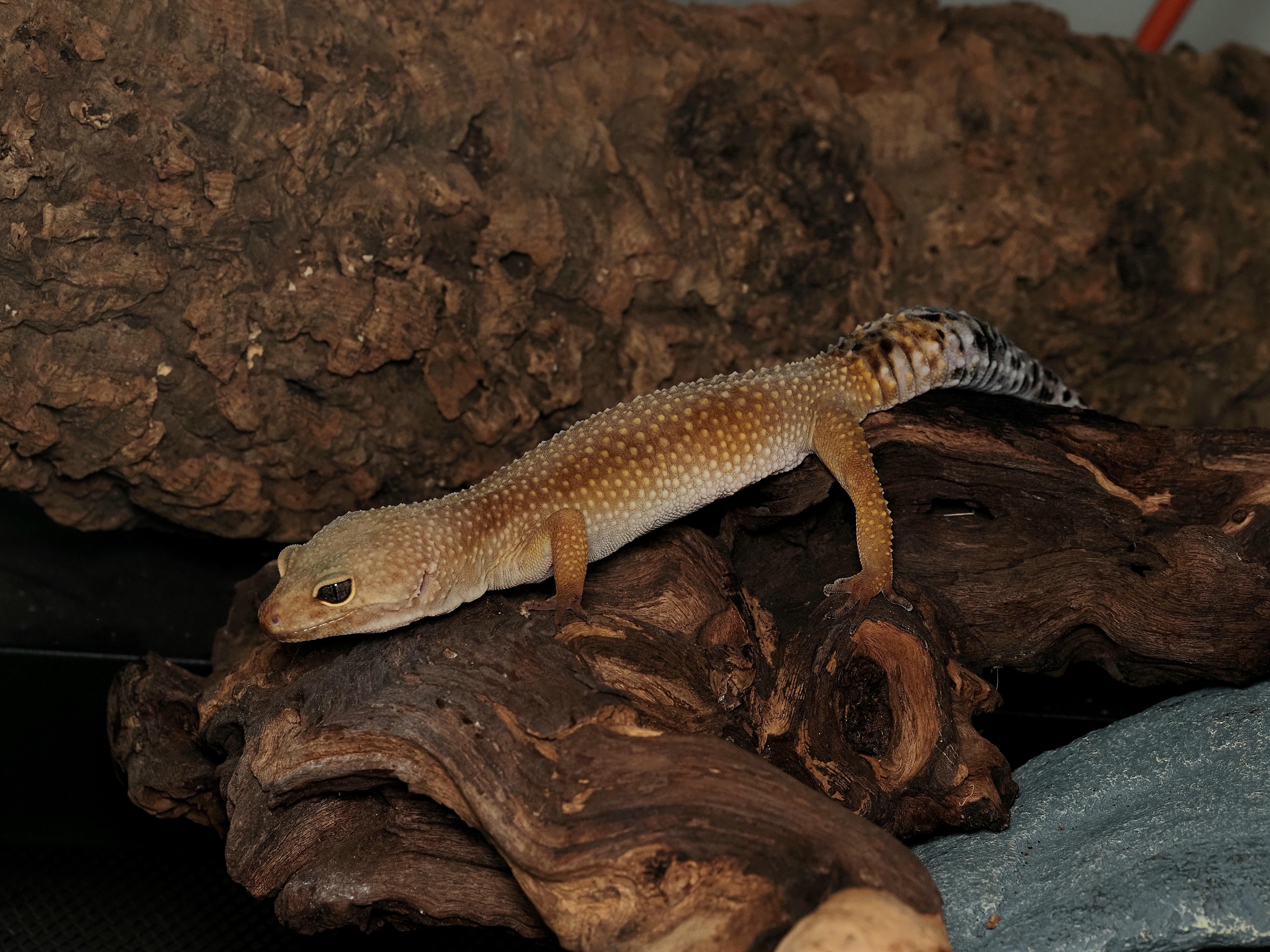 Cleopatra the Leopard Gecko , ADOPTABLE, Adult Female Gecko.