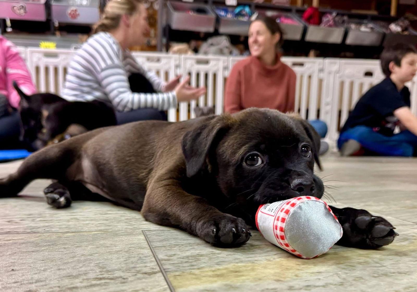 Sweetart thumbnail 2