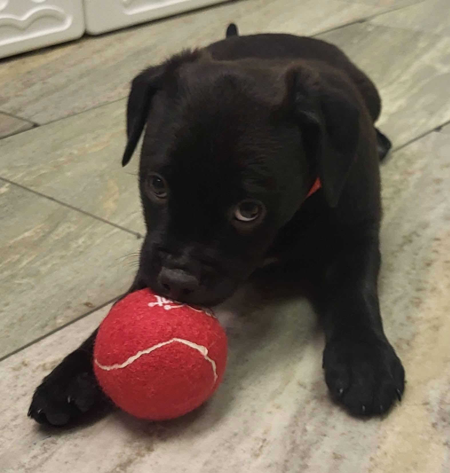 Sweetart thumbnail 3